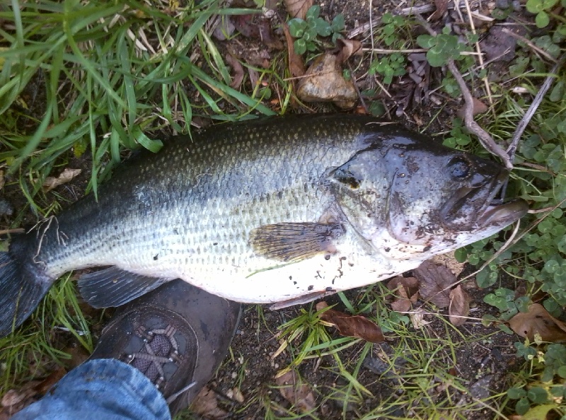 10 lb bogbass