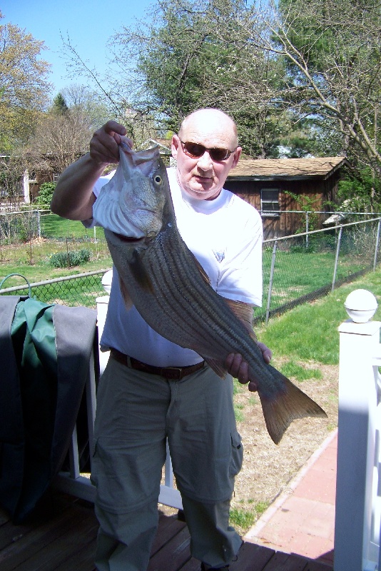 36" Striper from the Delaware at Trenton