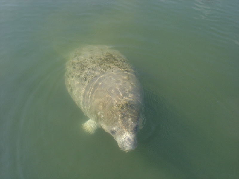 Manatee