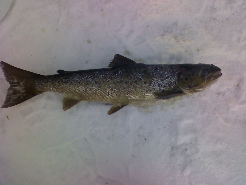 2.5lb. Derbie Winning Salmon