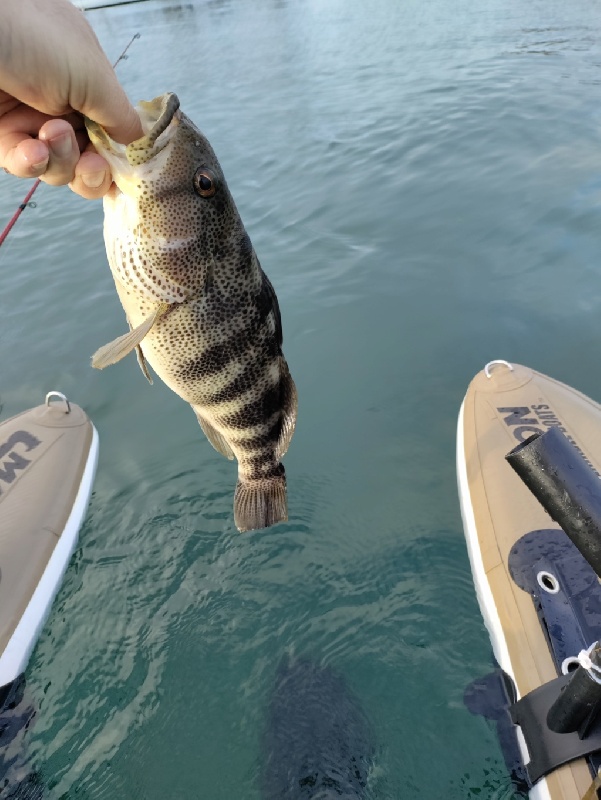 Maxxon 240 and Spotted Bay bass