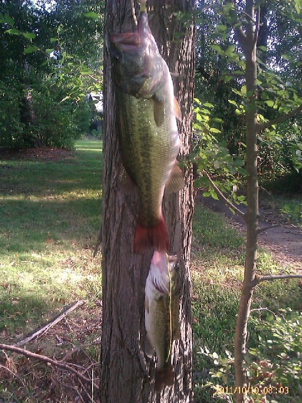 Largemouth Bass