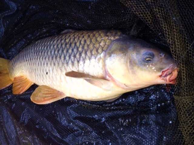 Fat Carp 9lbs