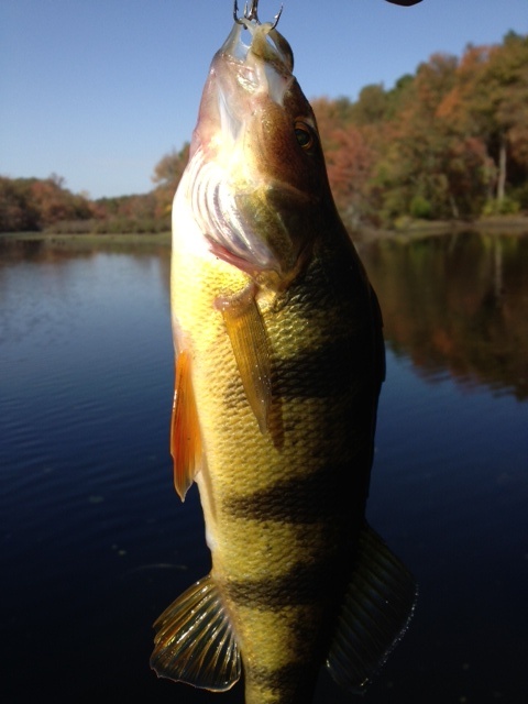 Huge Yellow Perch