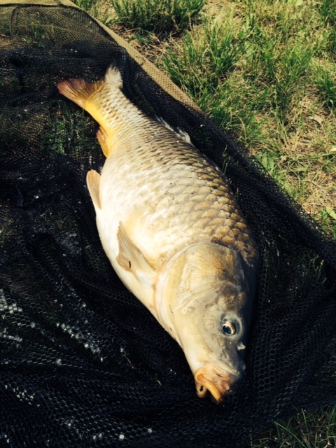 cooper river carp